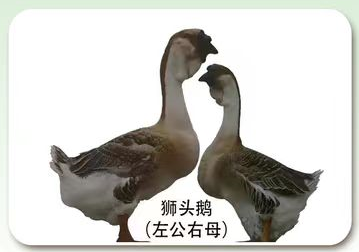 狮头鹅