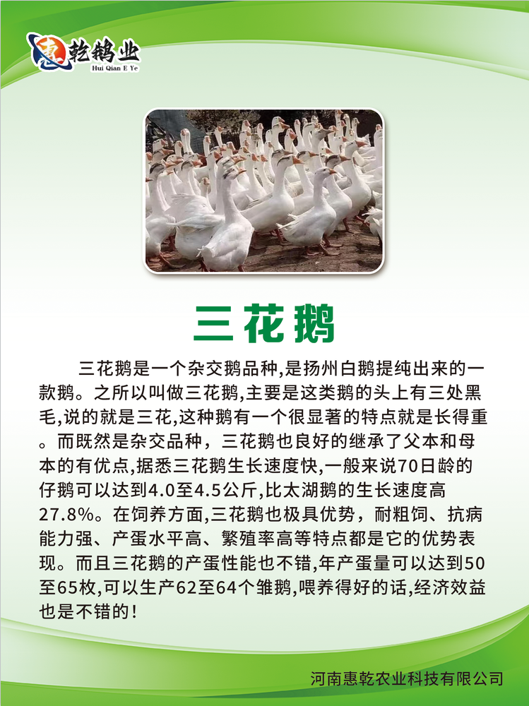 惠乾农业白鹅养殖效益明显