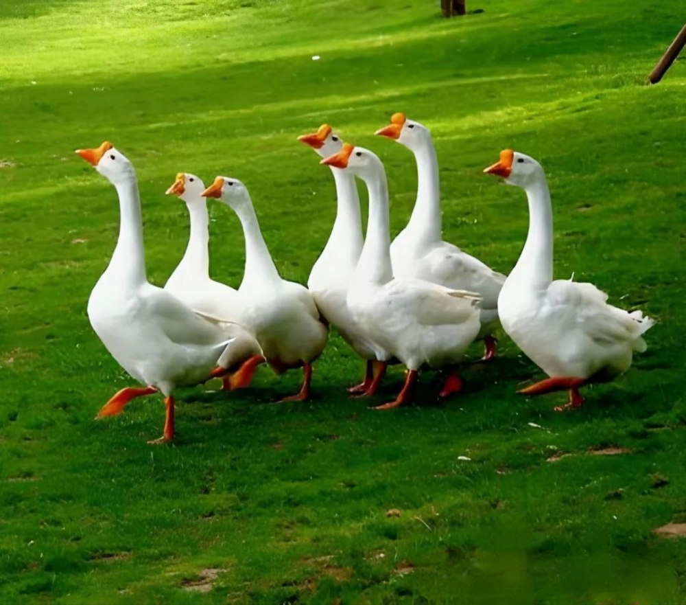 时光鹅认养扶贫